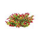 Chilli Peppers Bouquet, 12 in (12 Pack)